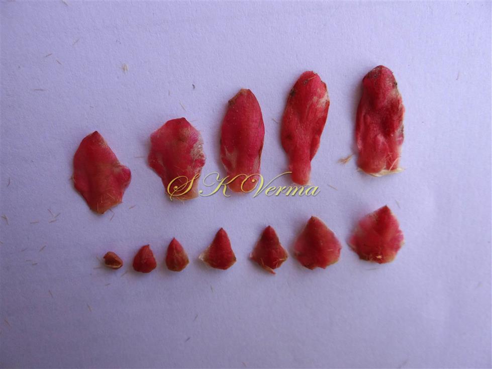  Perianth segments